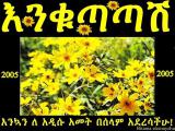 ASSOCIATION POUR L'UNITE ETHIOPIENNE