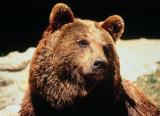 Signez la pétition pour sauver l'ours des Pyrénées