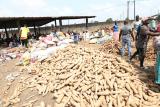 COTE D'IVORE: Sécurité alimentaire : Une force spéciale en première ligne contre les maladies du manioc