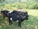  Luter contre la theilériose bovine et les charbons qui déciment les troupeaux et appauvrissent des paysans éleveurs dans les Collectivités Chefferies de Kalehe et Kabare