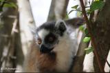 Nature sauvage à Madagascar, voyage dans un autre monde