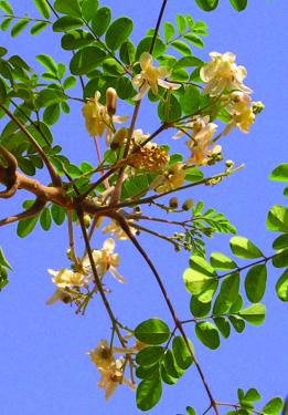 Moringa Oleifera, l'arbre de vie!