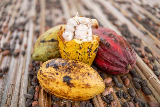 Transformation locale du cacao : La capacité de broyage atteindra 1 072 000 tonnes d’ici octobre 2023