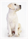 Petit chien blanc