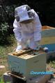 apiculture au GEM