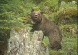 Pour la restauration de la population d'ours dans les Pyrénées !