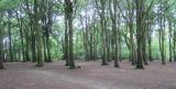 Marche nordique au Bois de Rombly à Etaples sur Mer 