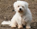 Femelles Coton de Tulear à adopter
