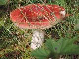 Sortie en forêt à la rencontre des champignons