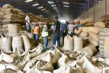 Campagne 2024 : le prix du kilogramme de la noix de cajou fixé à 275 FCFA aux producteurs 