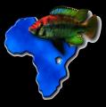 HAPLOCHROMIS