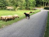 Travail de Berger de Beauce dans la vallée de l'Avre