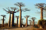 Ambiance à Madagascar, voyage dans un autre monde