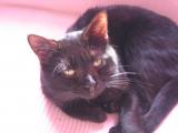 BIBOUCHAT