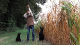 Chasse devant soi / chasse en battue / actions petits gibiers