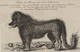 Conférence: La bête du Gévaudan