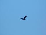 OBSERVATION, PROTECTION, RESPECT DE LA FAUNE SAUVAGE