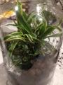 Atelier art floral terrarium 