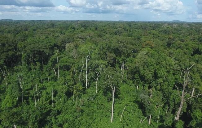 COTE D'IVOIRE: Restaurer le couvert forestier détruit : défi surmontable 