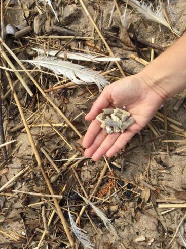 Nettoyage de la Grande Plage de Saint-Nazaire