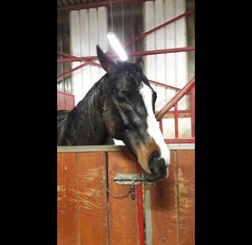 Urgent : Le Mareyeur cherche un parrain ou une marraine 